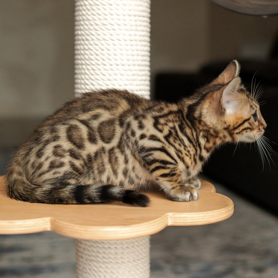 Newton Bengal male, black spotted tabby