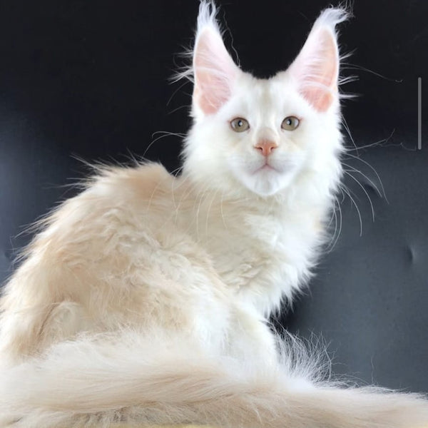 Endi Maine Coon male, red silver