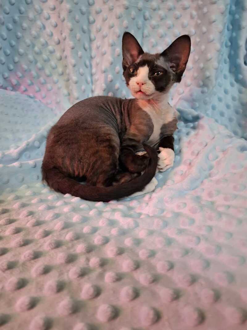 Eliza Devon Rex female black bicolour - live animals