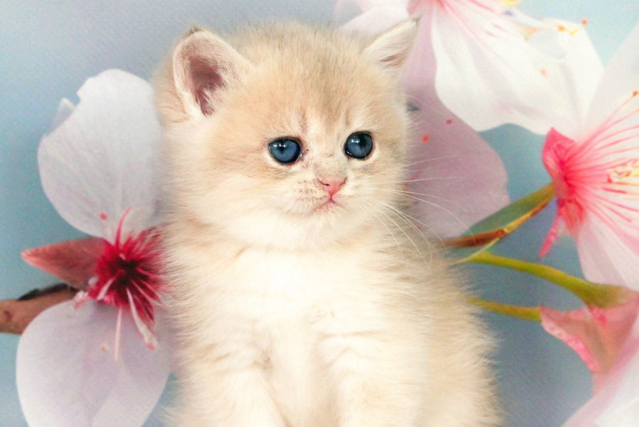 Queen British Shorthair female blue golden shaded - live animals