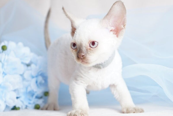 Oliver Devon Rex male cinnamon pointed - live animals