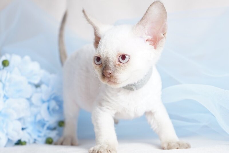 Oliver Devon Rex male, cinnamon pointed