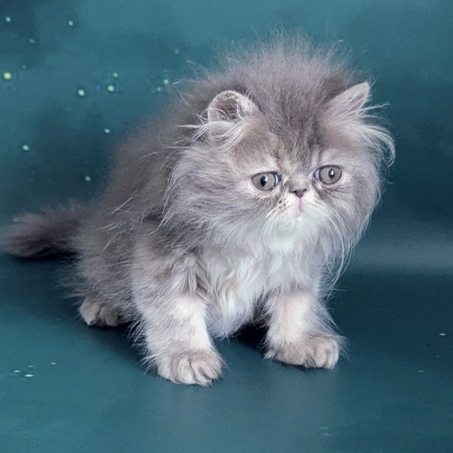 Patricia Persian female, blue tortie