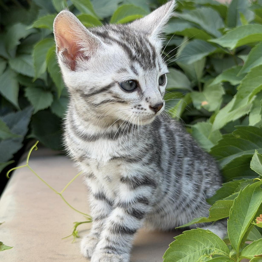 Cartier Bengal male, black silver spotted tabby
