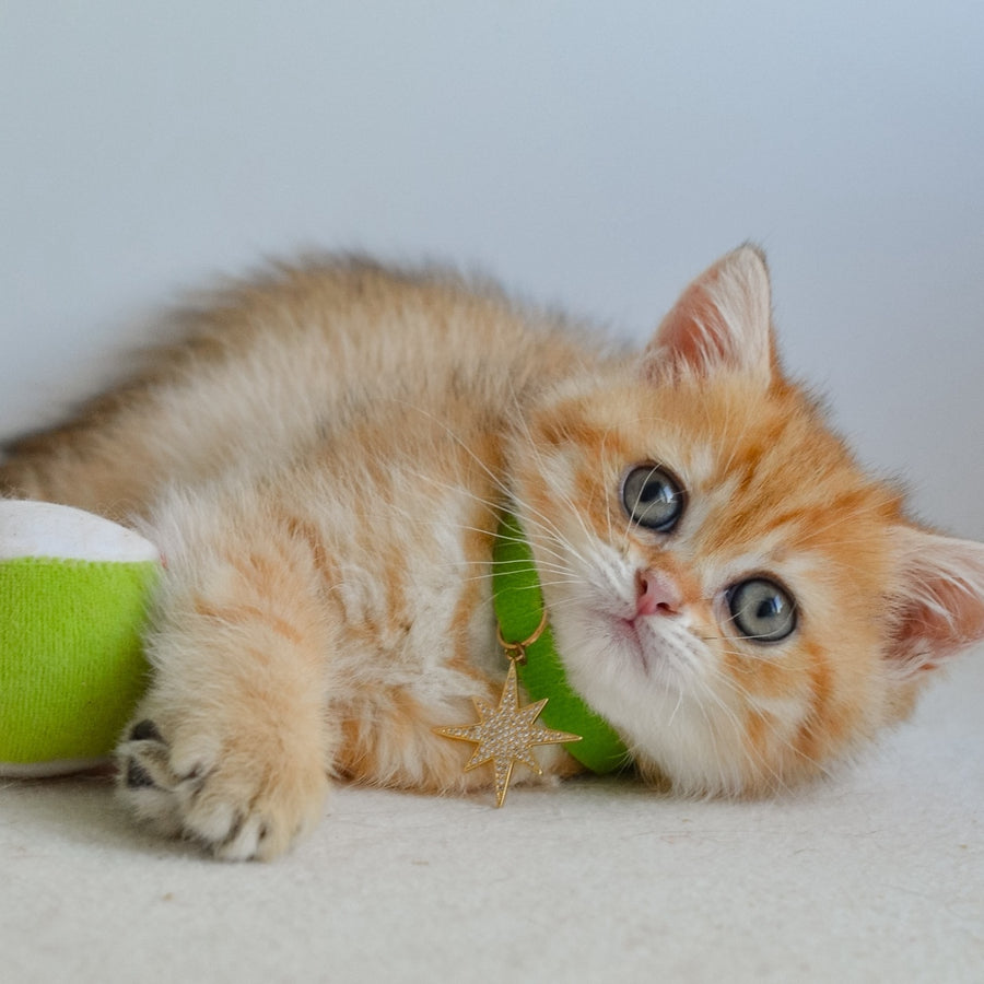 Hiro Scottish Straight male, black golden spotted tabby