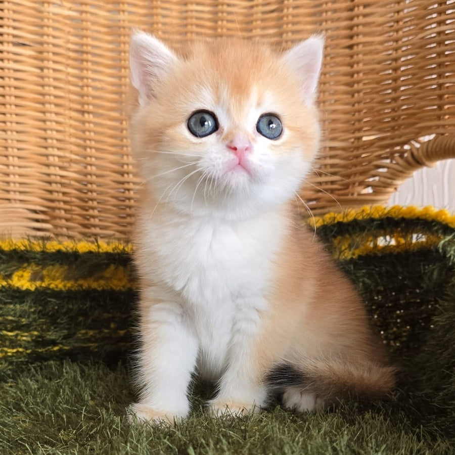 Laurika Scottish Straight female, black golden shaded