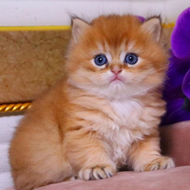Barneby British Longhair male, black golden chinchilla