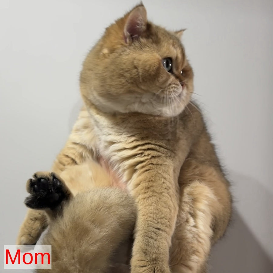 Infinity Star British Shorthair female, black golden shaded