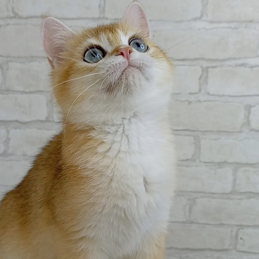 Bao Bao British Shorthair male, black golden chinchilla