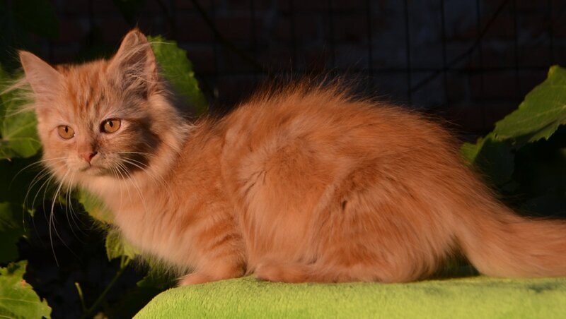 Labubu Maine Coon female, red tabby bicolour