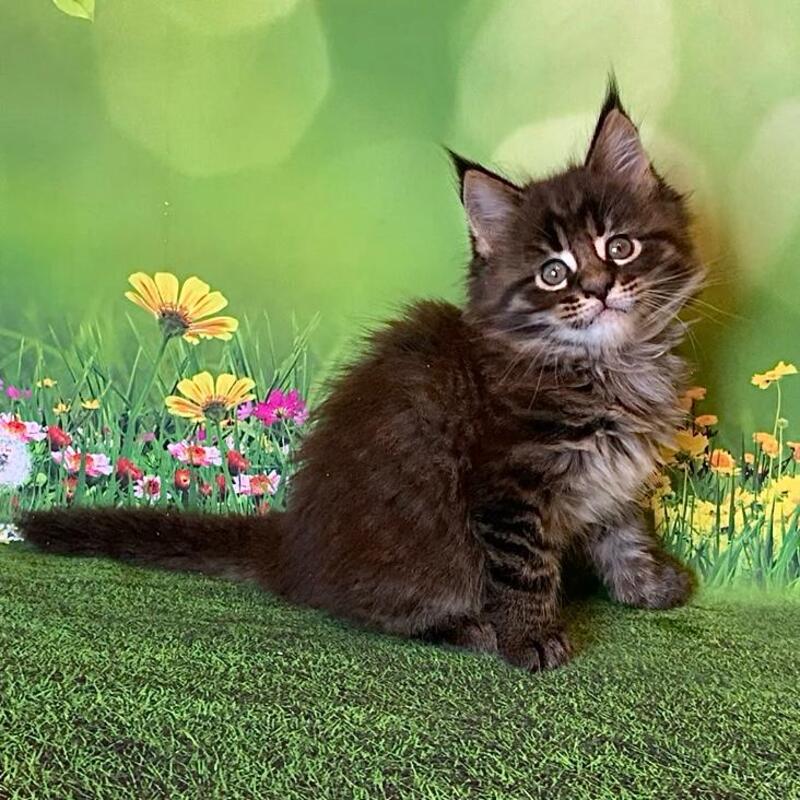 Ursine Maine Coon male, black spotted tabby