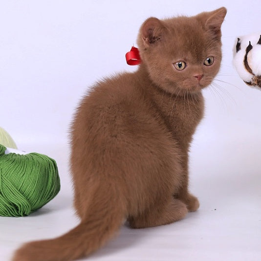 Lily British Shorthair female, cinnamon
