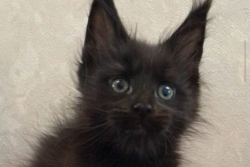 Vlastelina Maine Coon female black - live animals
