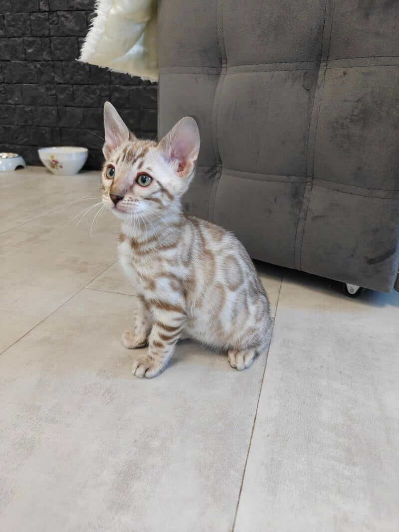 Henly Bengal male black spotted tabby pointed - live animals
