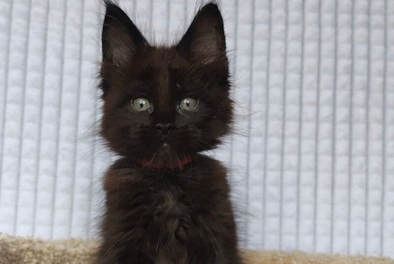 Mars Maine Coon male, black