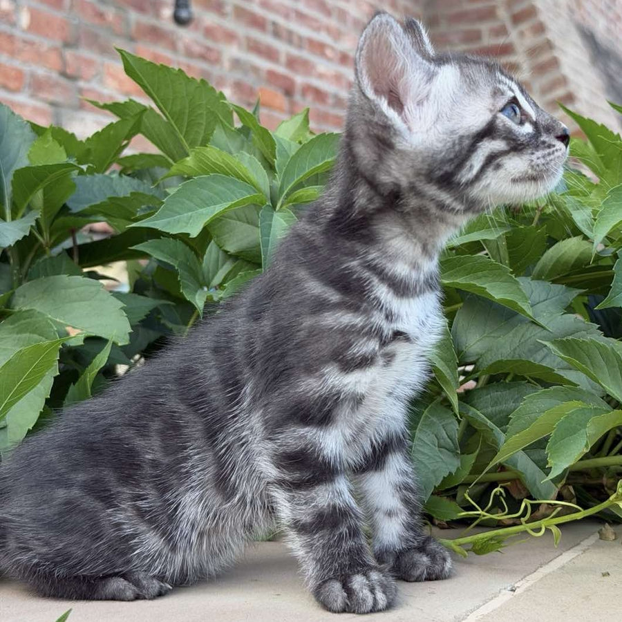 Christian Bengal male, black silver spotted tabby