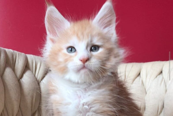 Yogurt Maine Coon male red silver tabby bicolour - live animals