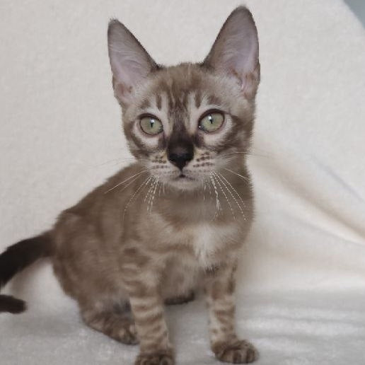 Lika Bengal female, black pointed spotted tabby