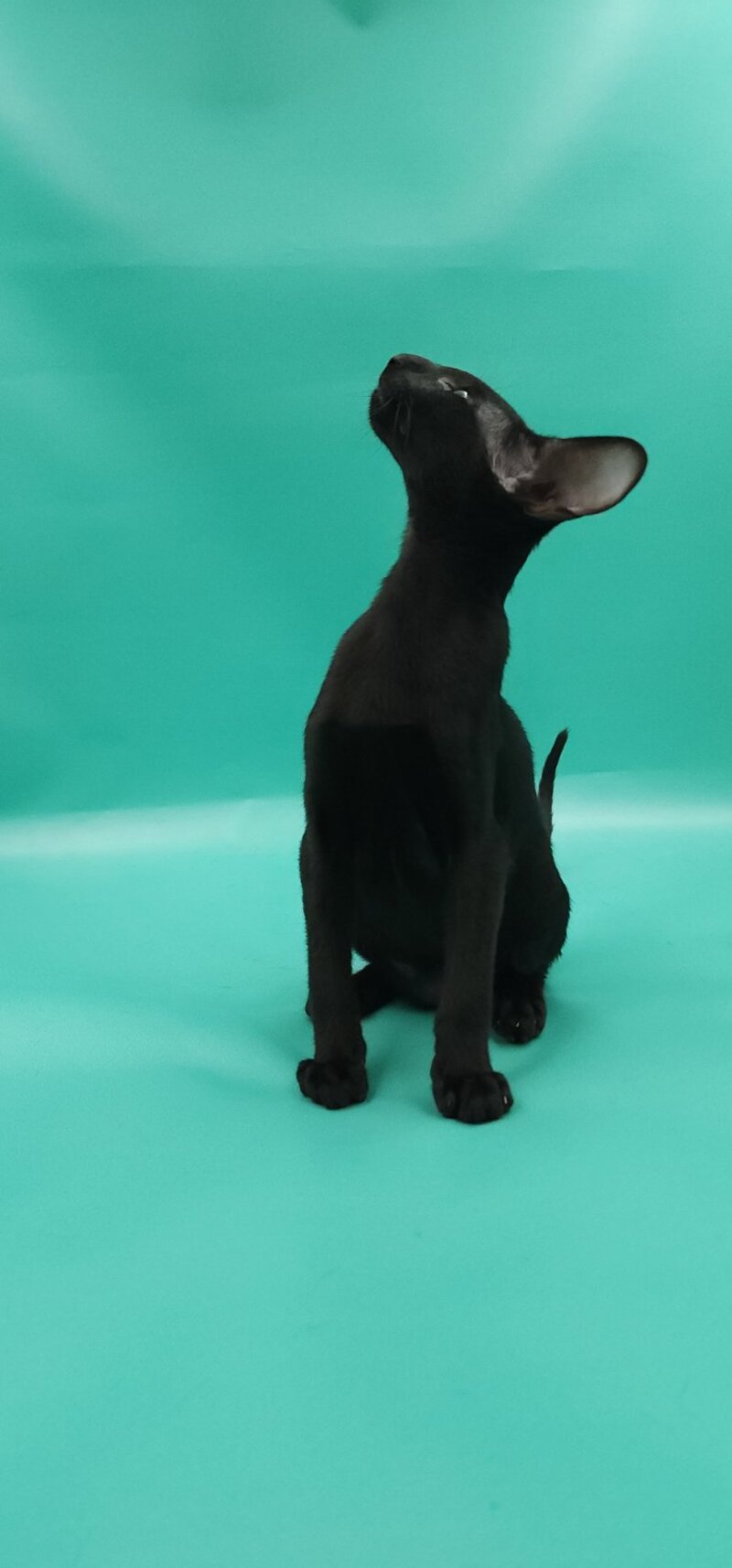 Romeo Oriental Shorthair male, black