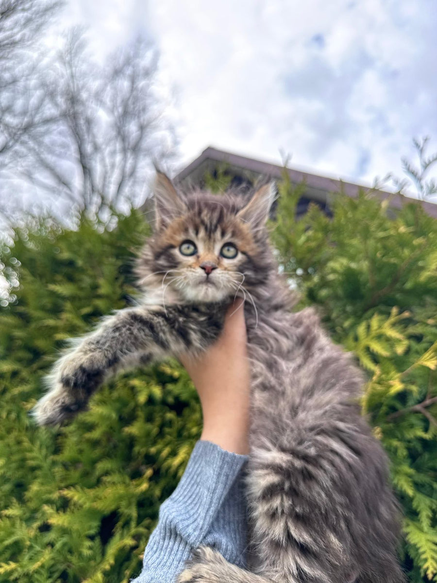 Fidzhi Maine Coon female black ticked tabby - live animals
