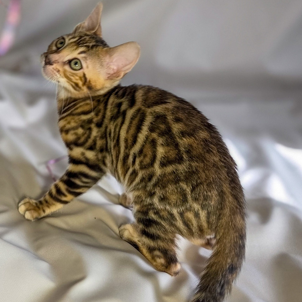 Mike Bengal male, black spotted tabby