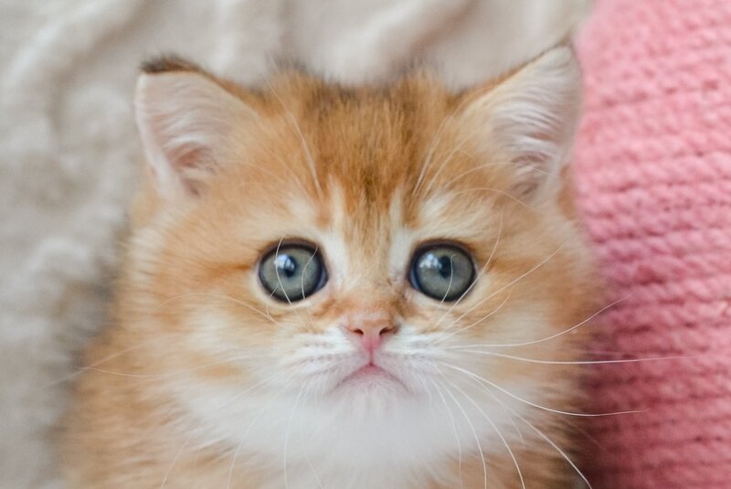 Kate British Shorthair female, black golden shaded