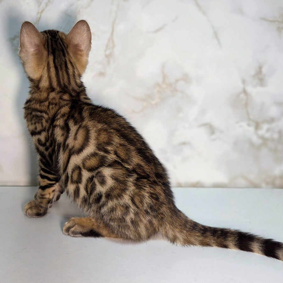 King Bengal male, black spotted tabby