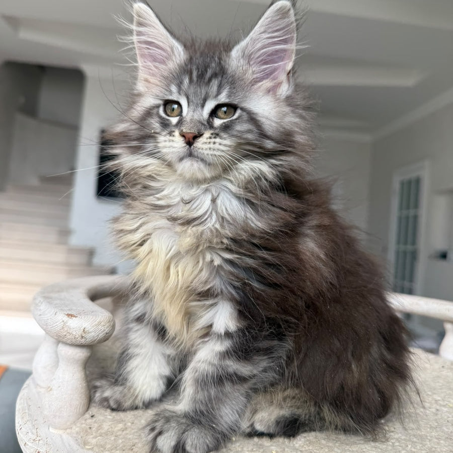 Odry Maine Coon female, black silver tabby