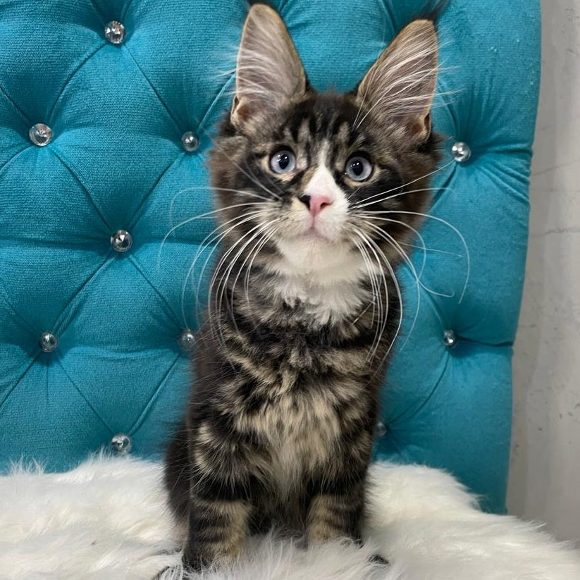 Urkhon Maine Coon male, black tabby with white