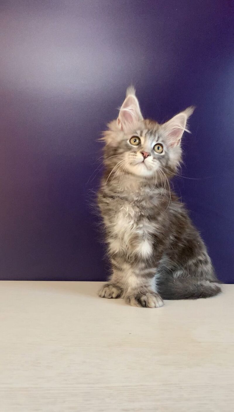 Norion Maine Coon polydactyl male, black silver tabby