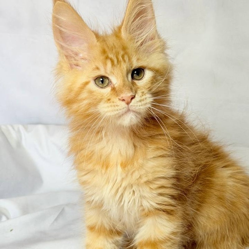 Luthor Maine Coon male, red tabby