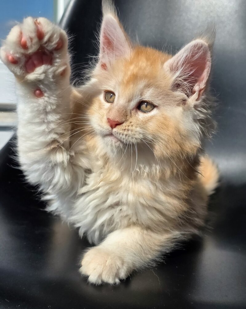 Kvest Maine Coon male red silver ticked tabby - live animals
