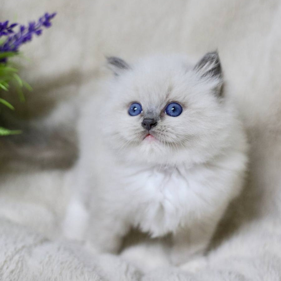 Royce Ragdoll male, blue mitted