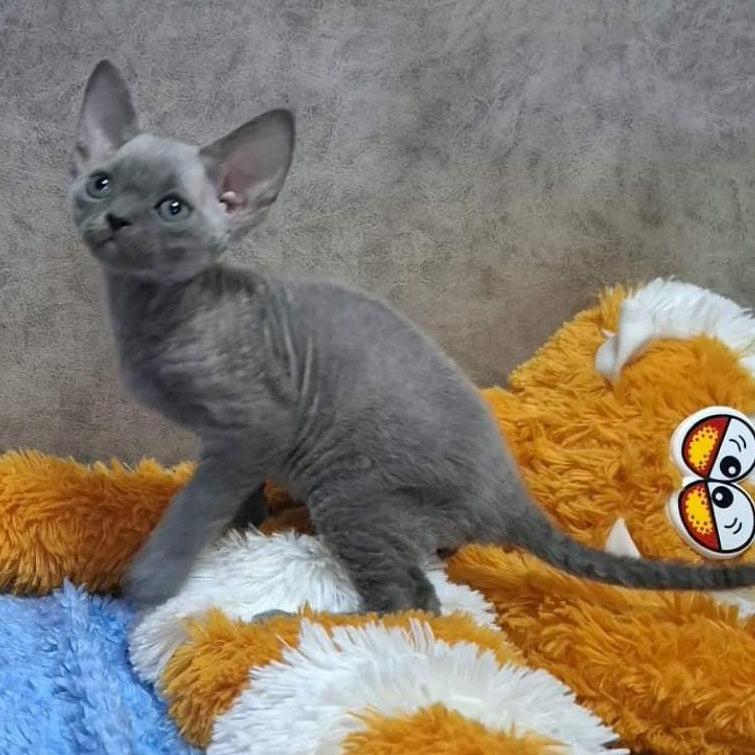 Filip Devon Rex male, blue