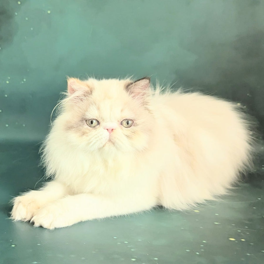 Nelli Persian female, blue tortie pointed bicolour