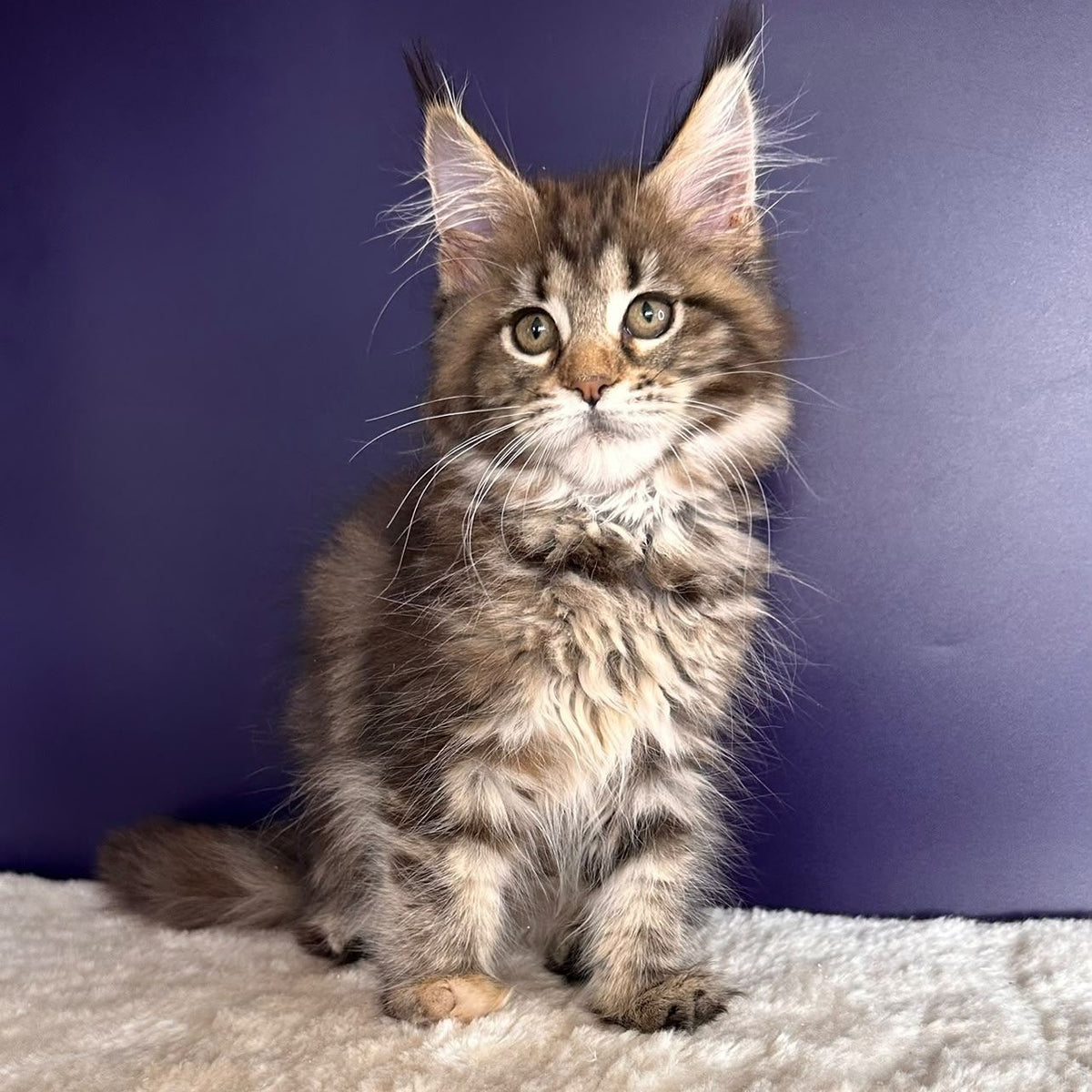 Tais Maine Coon female, black tortie tabby