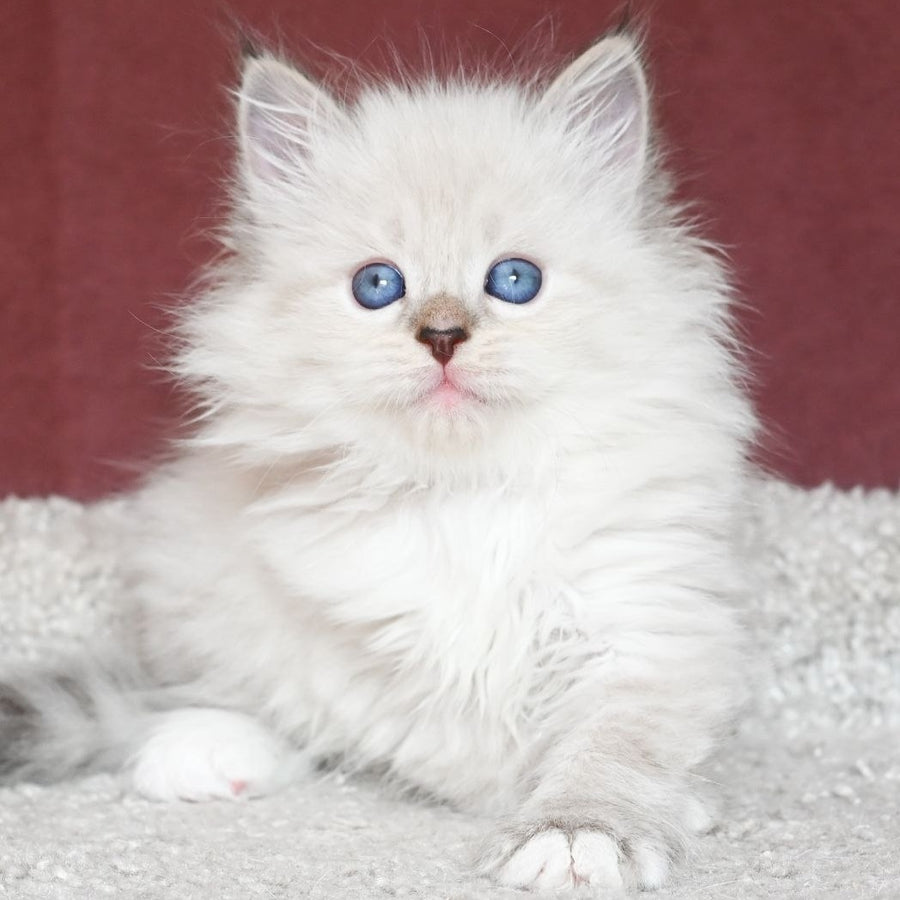 Lion Siberian male, black tabby pointed with white