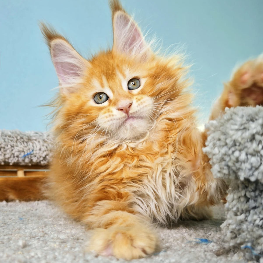Hurrem Maine Coon female, red tabby