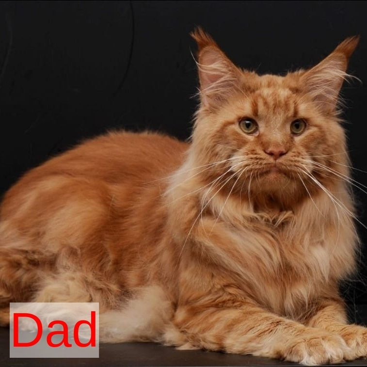Sem Maine Coon male, red