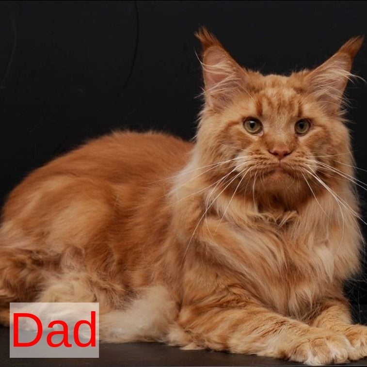 Rony Maine Coon male, red