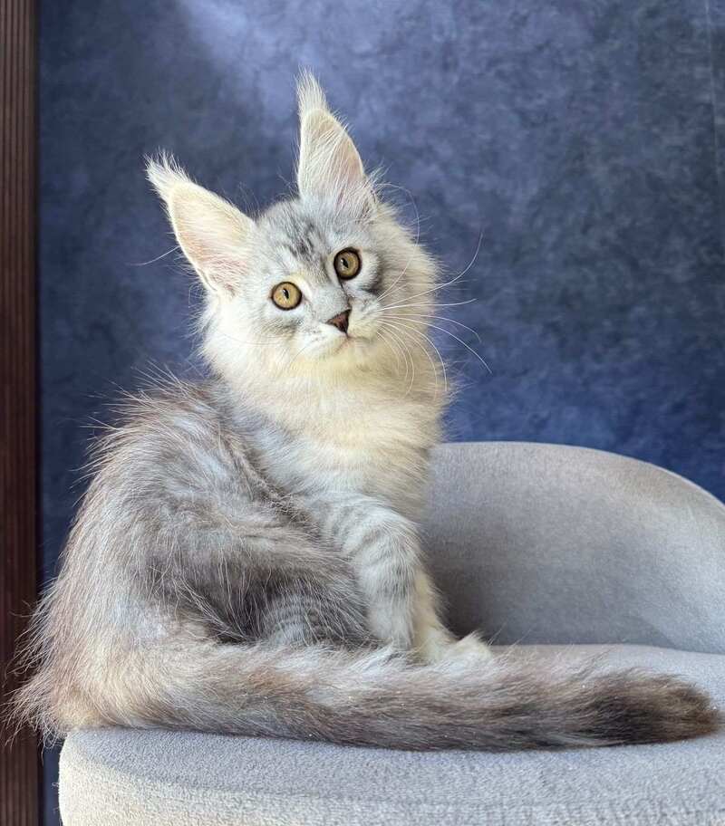 Vadash Maine Coon male black silver spotted tabby - live animals