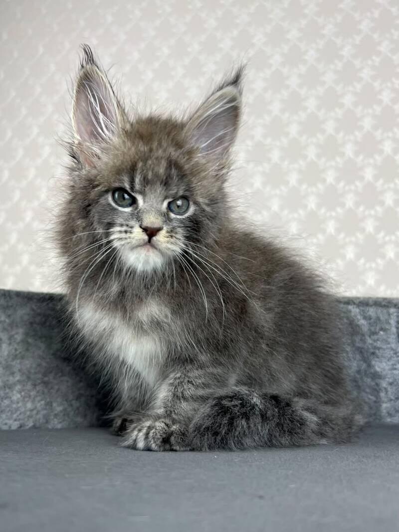Paradise Maine Coon male, blue tabby