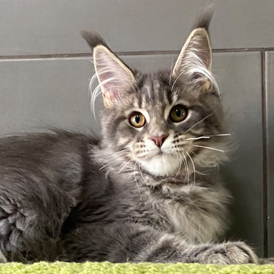 Varna Maine Coon female, blue tabby