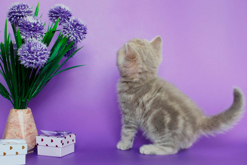 Sapphir British Shorthair male, lilac tabby