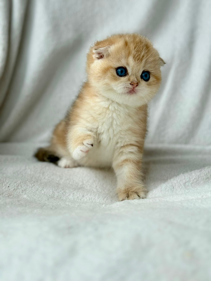 Xena Scottish Fold female black golden tabby - live animals