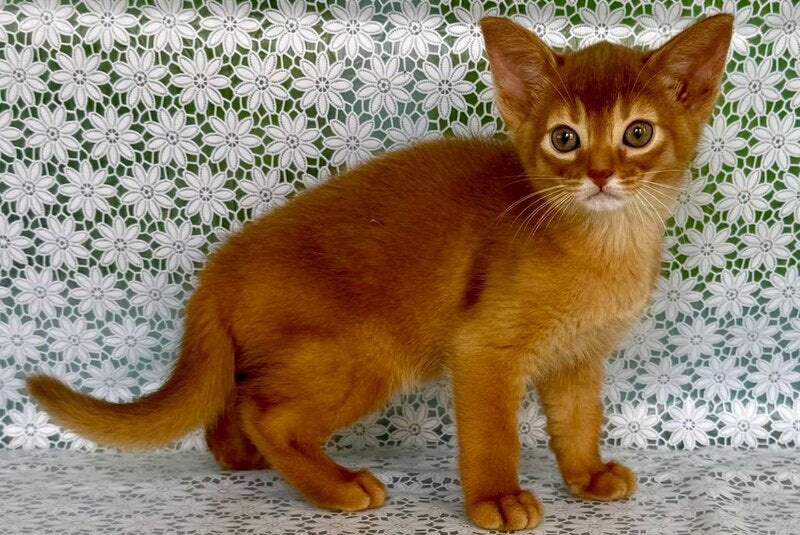 Baks Abyssinian male sorrel - live animals