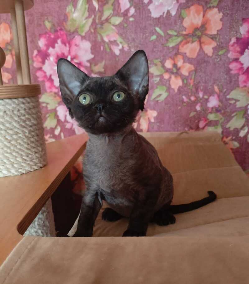 Jinnah Devon Rex female, black
