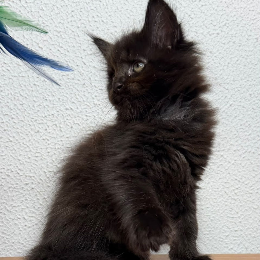 Bagheera Maine Coon female, black with white