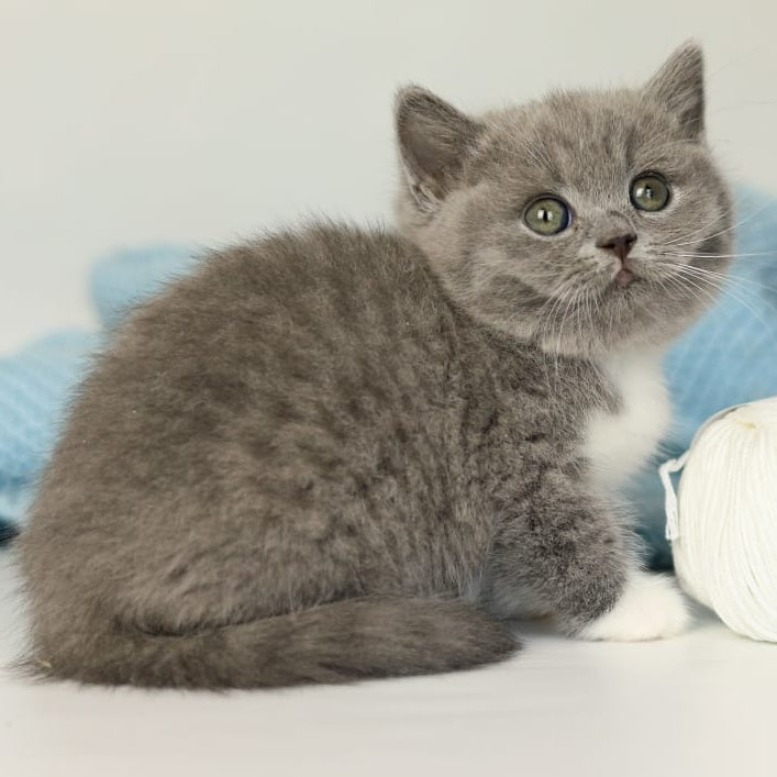 Petra British Shorthair female, blue bicolour