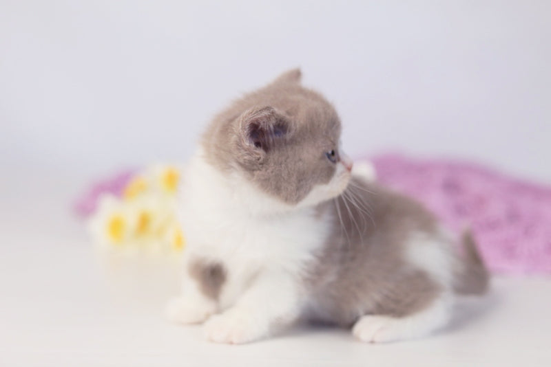 Quiana British Shorthair female lilac bicolour - live animals